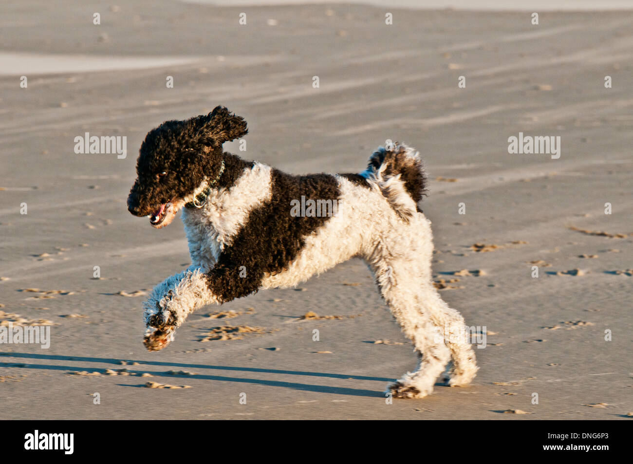 Parti poodle romping on beach on Oregon Coast Stock Photo