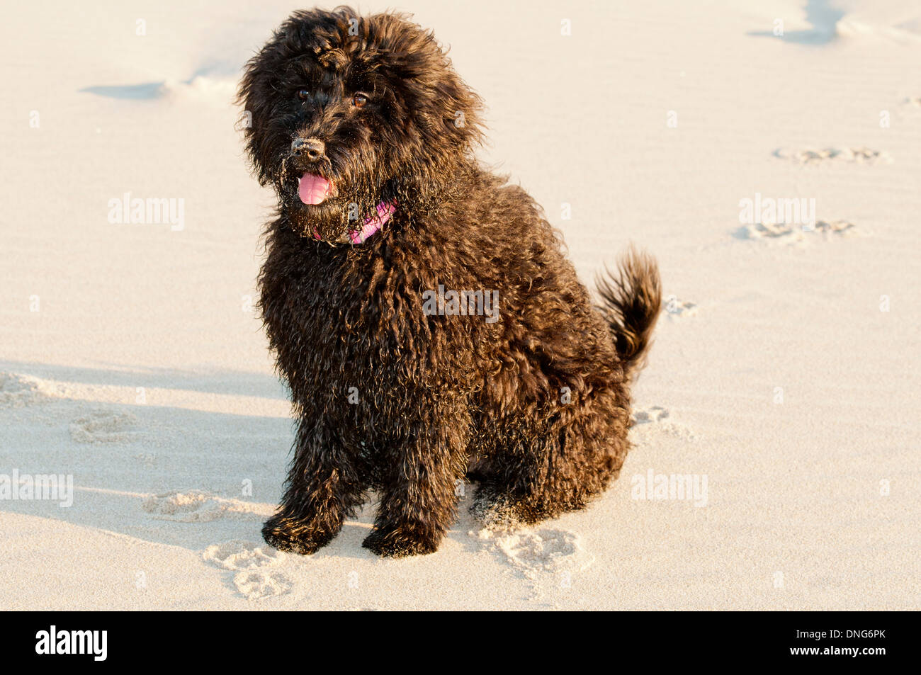 Four-month-old Australian labradoodle puppy Stock Photo