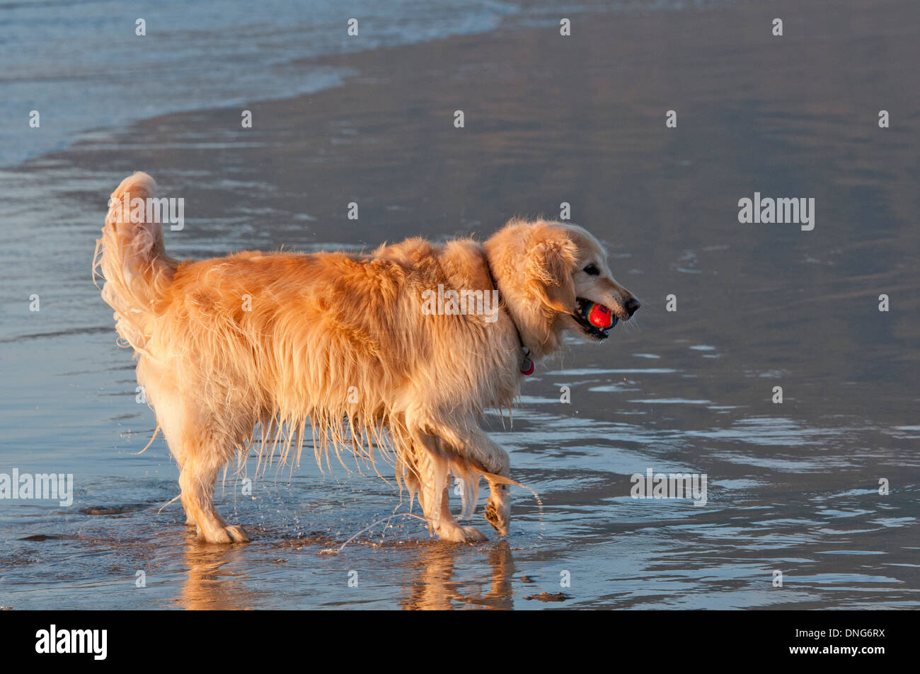 Golden retriever playing in surf Stock Photo