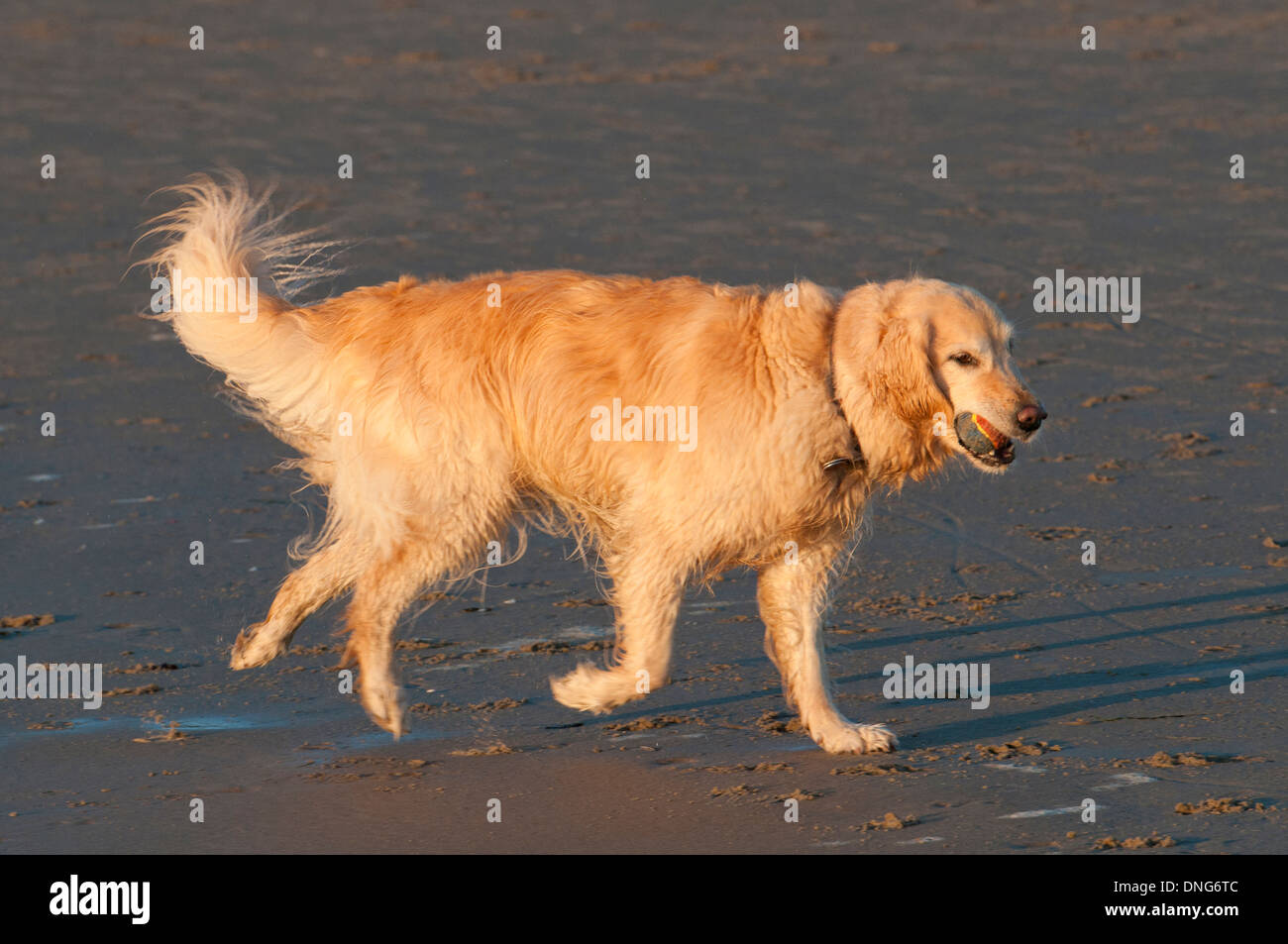 Golden retriever running on beach Stock Photo