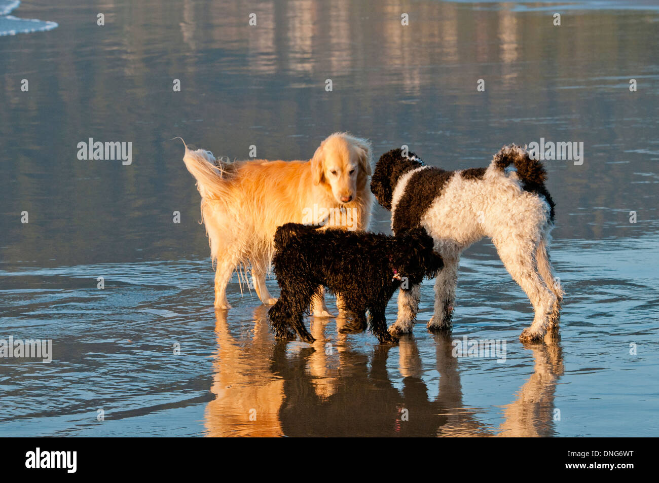 Three dogs (golden retriever, parti poodle, and Australian Labradoodle) together on a beach on the Oregon Coast Stock Photo