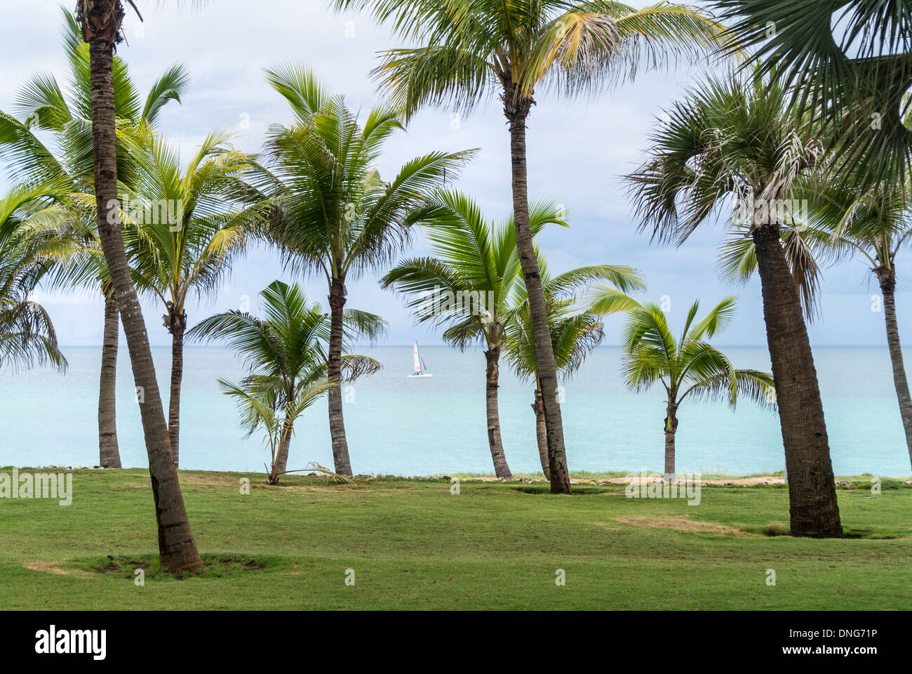 Palm trees on the Atlantic coast in cloudy weather, Cuba, Varadero Stock Photo