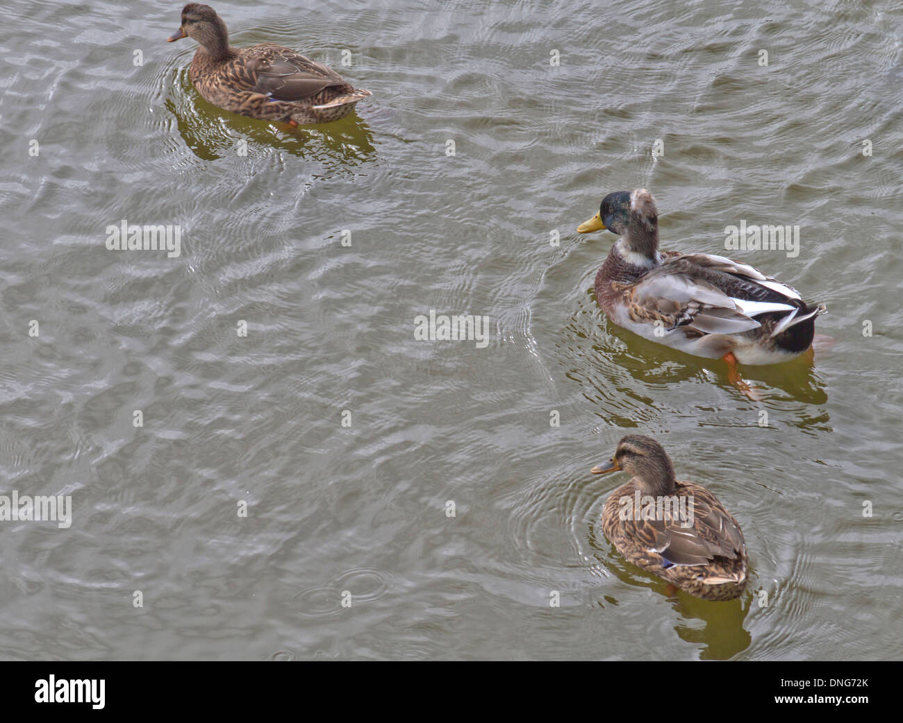 Wild ducks moulting and swimming in Duck, North Carolina, USA Stock Photo