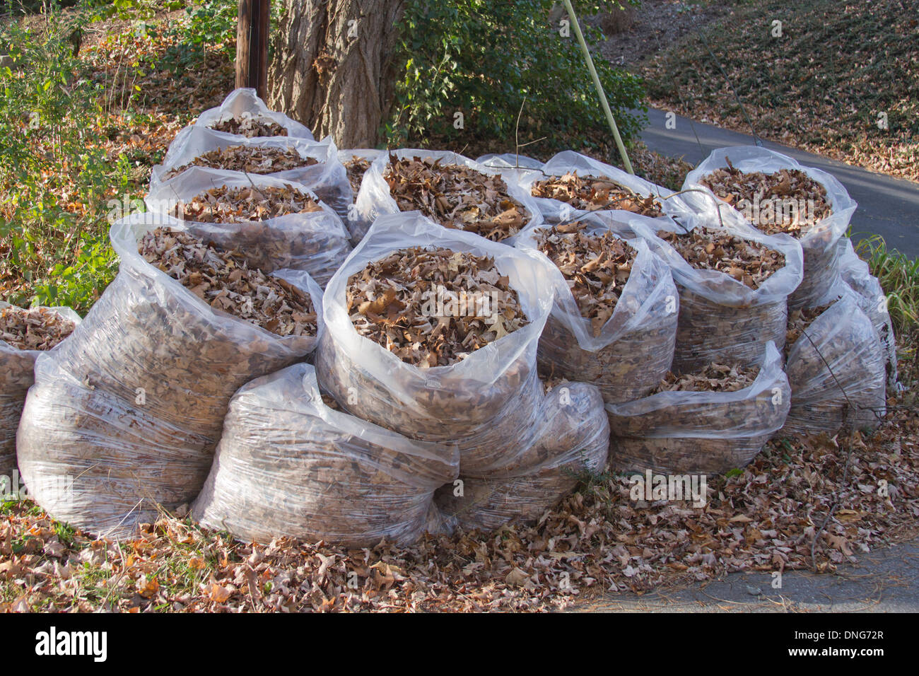 A large group of plastic bags holding raked up oak tree leaves in autumn Stock Photo