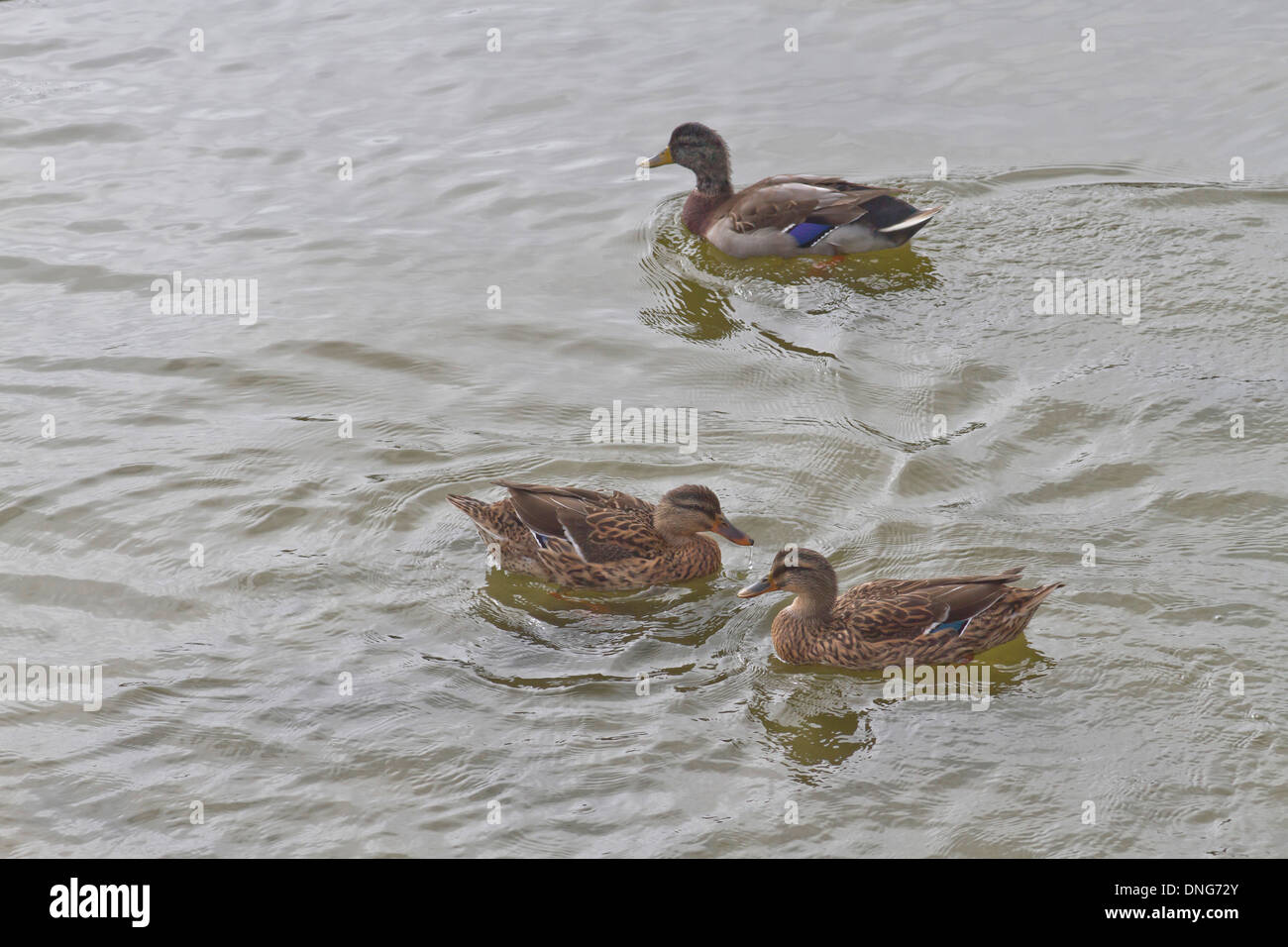 Wild ducks swimming in the waters of Duck, North Carolina in the Outer Banks Stock Photo
