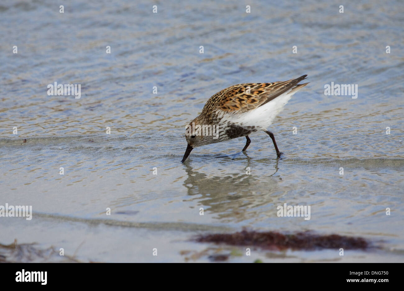 Dunlin, Calidris alpina, a wading bird on the shore Stock Photo