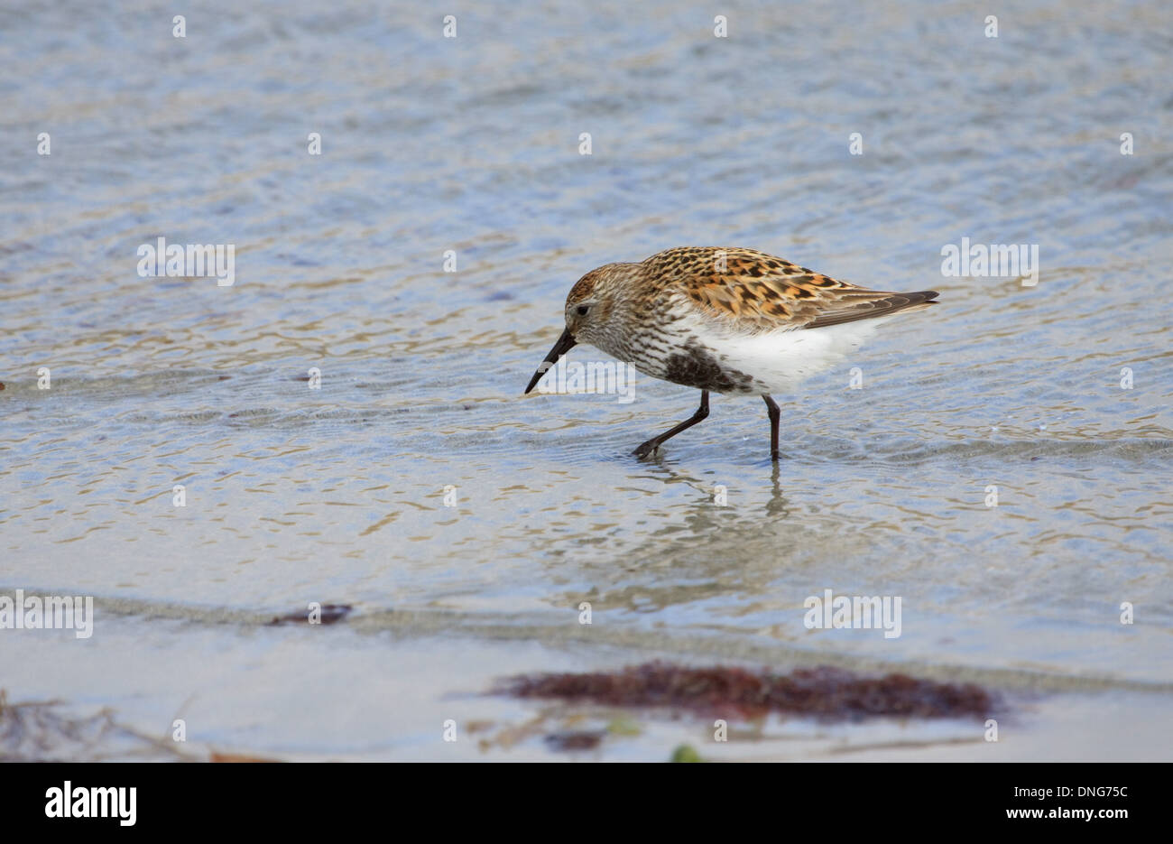 Dunlin, Calidris alpina, a wading bird on the shore Stock Photo