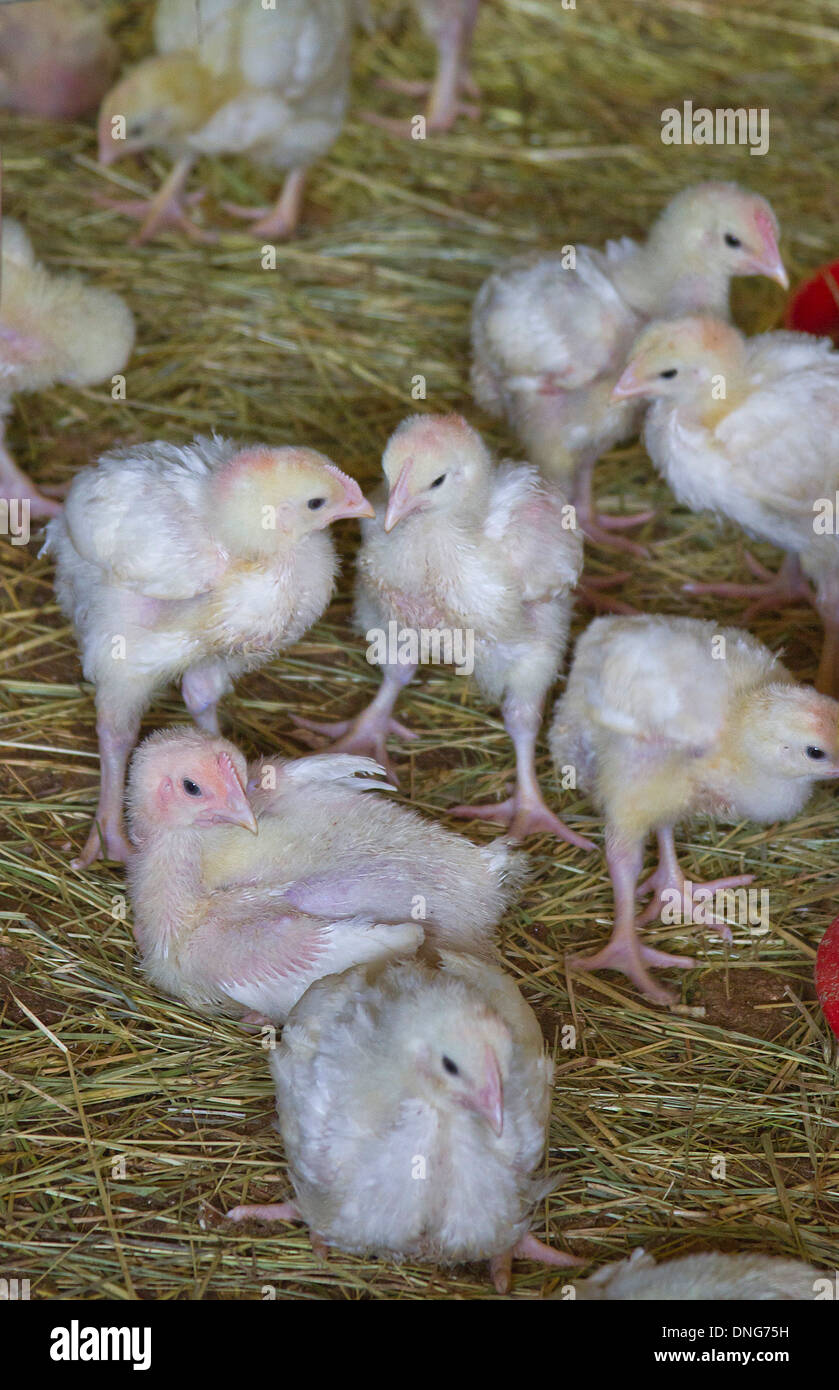 Baby chicks crowded together in a chicken coop Stock Photo