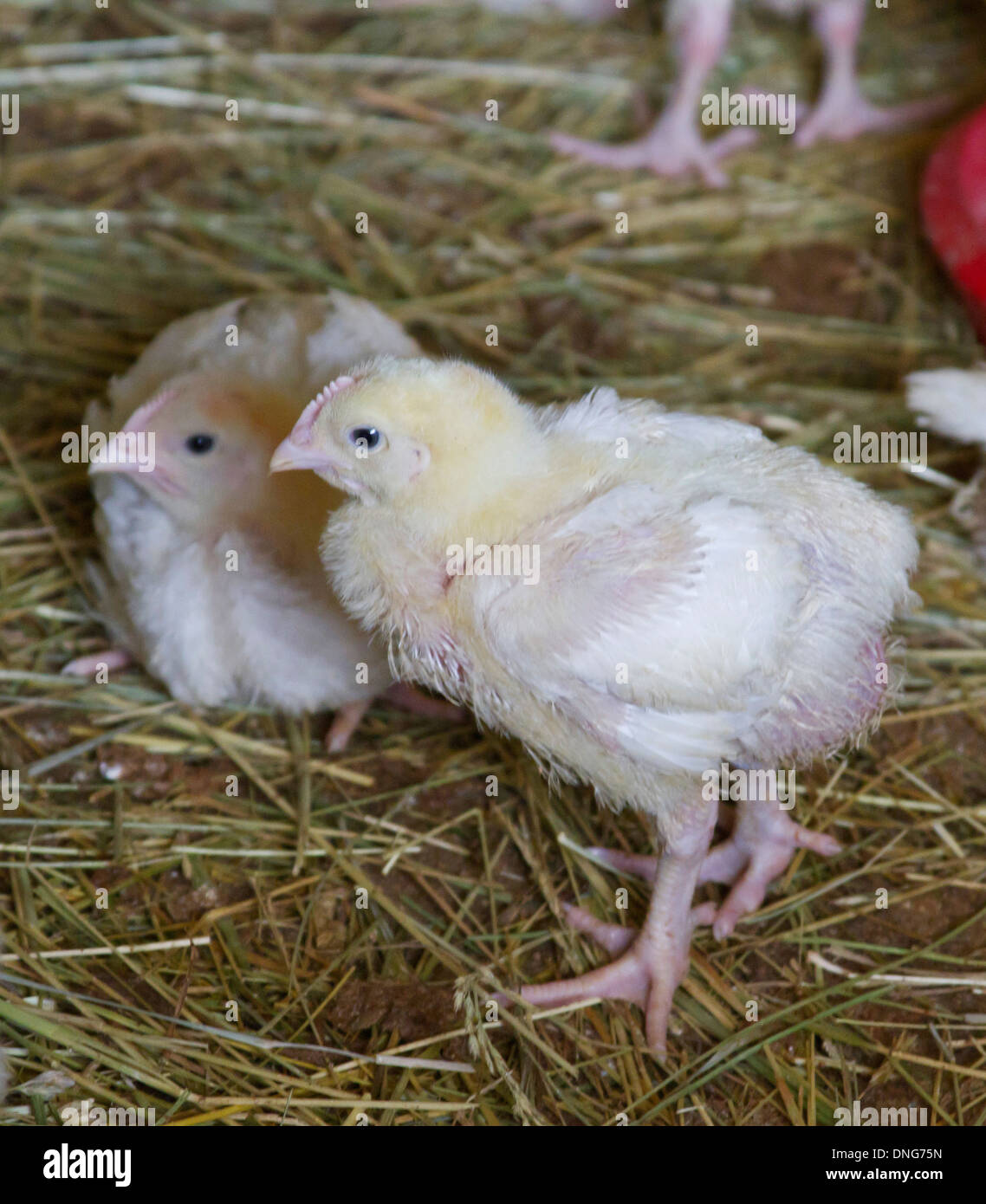 Close up of baby chickens being raised on a farm Stock Photo