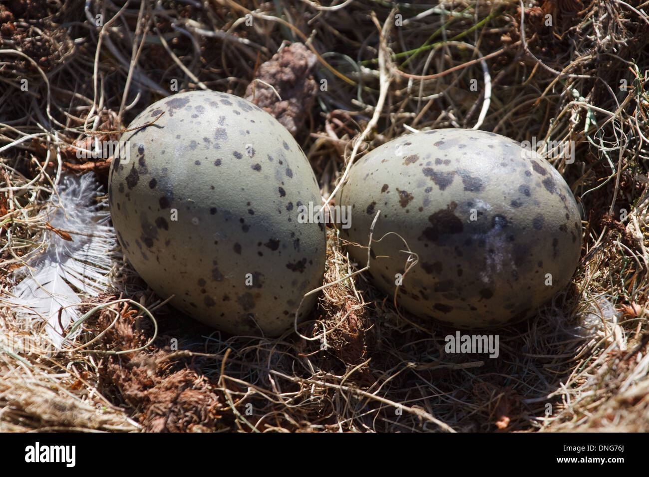 Nest with eggs of a Herring Gull, Larus argentatus Stock Photo