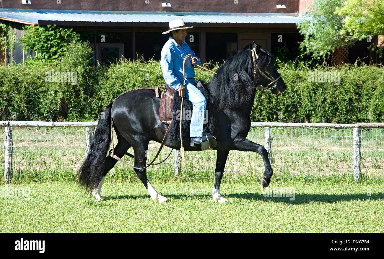 Trainer Roberto Quijandria riding LEA Conquistador, Peruvian paso fino
