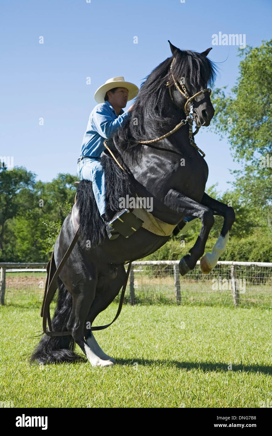 Trainer Roberto Quijandria on rearing LEA Conquistador, Peruvian paso fino horse, Estancia Alegre, Alcalde, New Mexico  USA Stock Photo