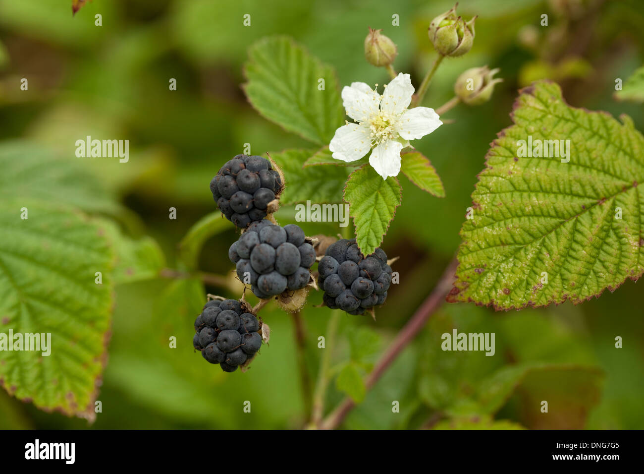 blackberry bush with white flower and fruits Stock Photo