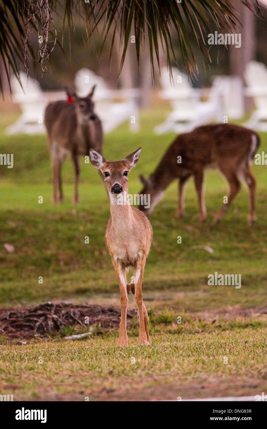 Deer gather along the Ocean Creek Golf Course on Fripp Island, SC. Stock Photo