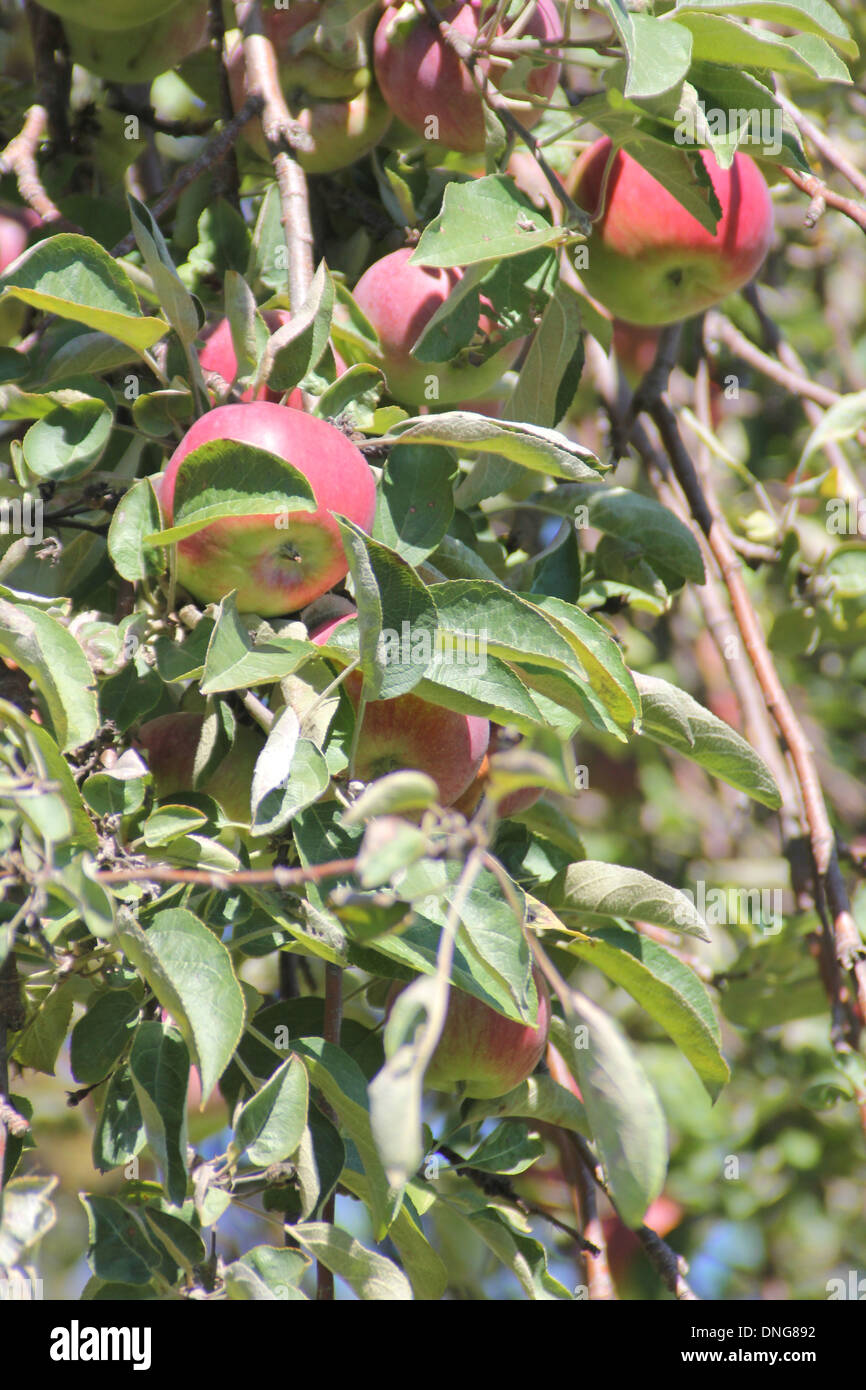 Small apple tree laden with apples, ready for picking Stock Photo