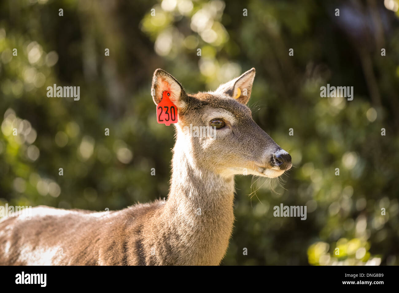 Whitetail deer tag ear hires stock photography and images Alamy