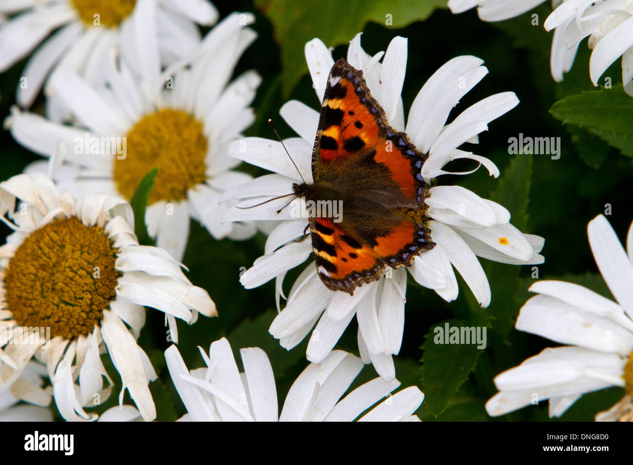 Small Tortoiseshell (Aglais urticae L.) butterfly feeding on a daisy in a garden near Wedmore, Somerset, UK in July Stock Photo
