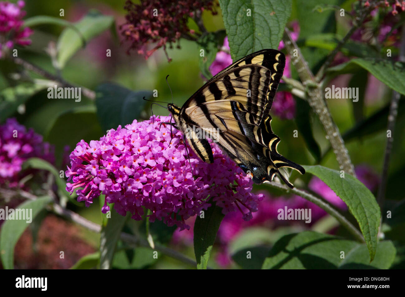 Western Tiger Swallowtail (Papilio rutulus) butterfly feeding on Buddleja flower in Nanaimo, Vancouver Island, BC,Canada in July Stock Photo