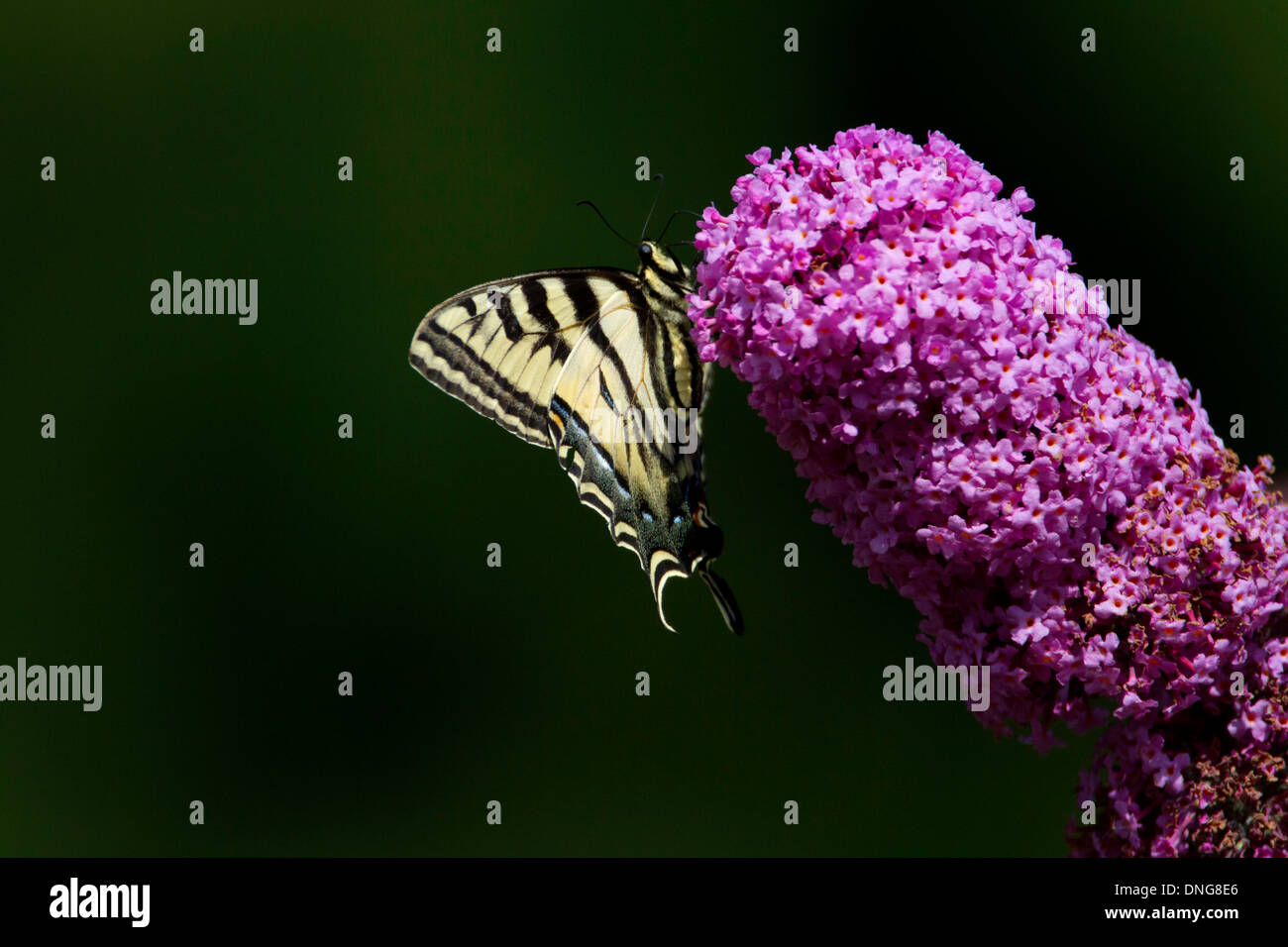 Western Tiger Swallowtail (Papilio rutulus) butterfly feeding on Buddleja flower in Nanaimo, Vancouver Island, BC,Canada in July Stock Photo