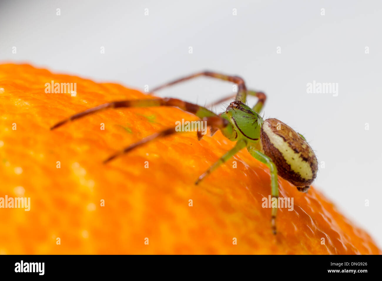 The Green Crab Spider (Diaea dorsata) Stock Photo