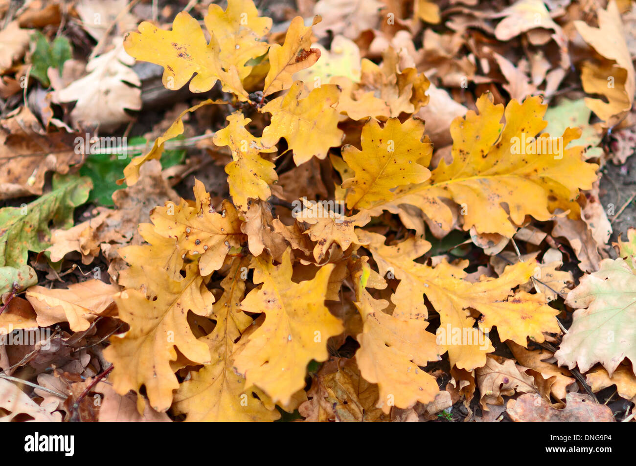 Dry yellow oak leaves on the ground Stock Photo - Alamy