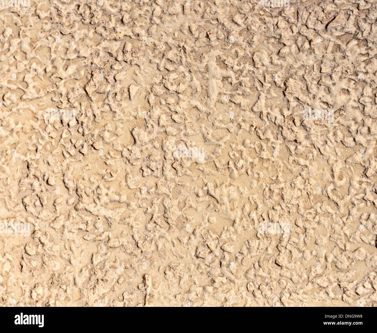 Background - beige stone texture - bark-boring beetle. Stock Photo