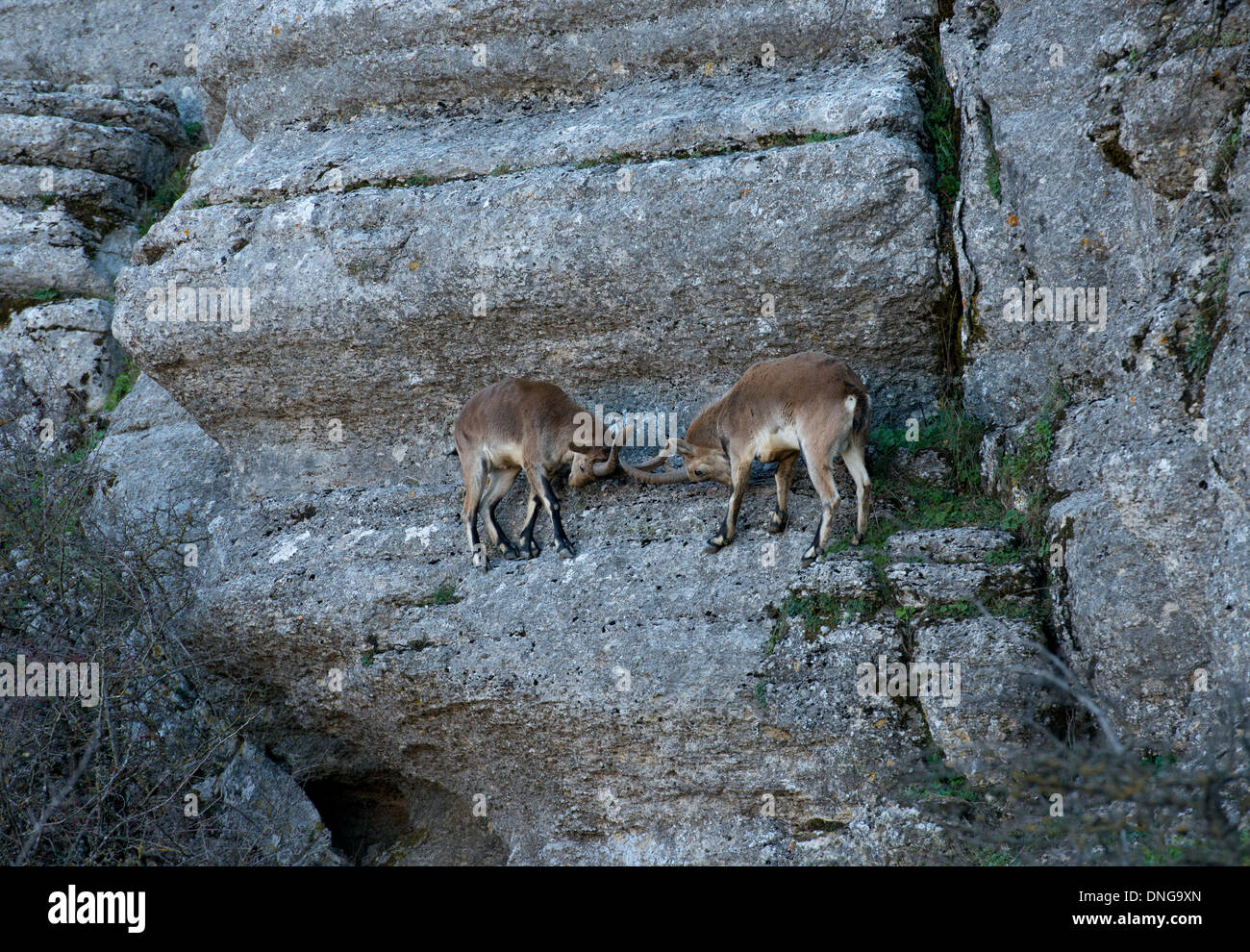 2 young  male Spanish Ibex clashing horns on narrow  steep slope on  rock face Stock Photo
