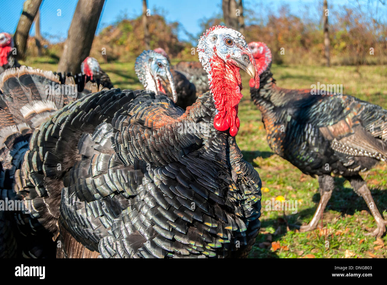 Free range domestic turkeys Stock Photo Alamy