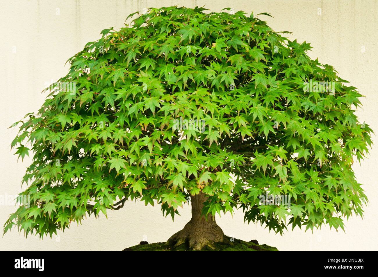 Bonsai trees in the Japanese section of the Montreal Botanical Garden