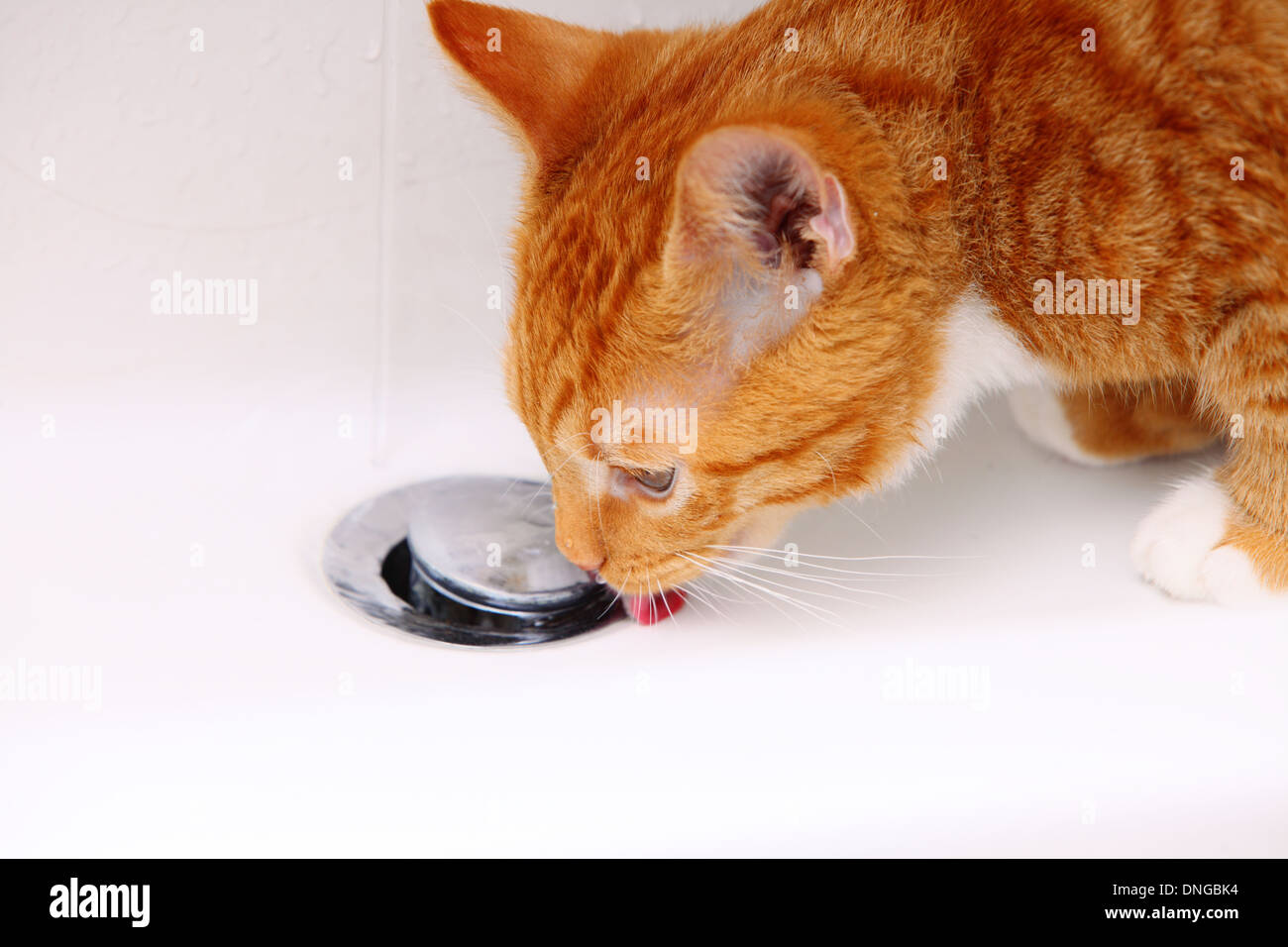 Animals at home red cute little cat pet kitten in bathroom sink