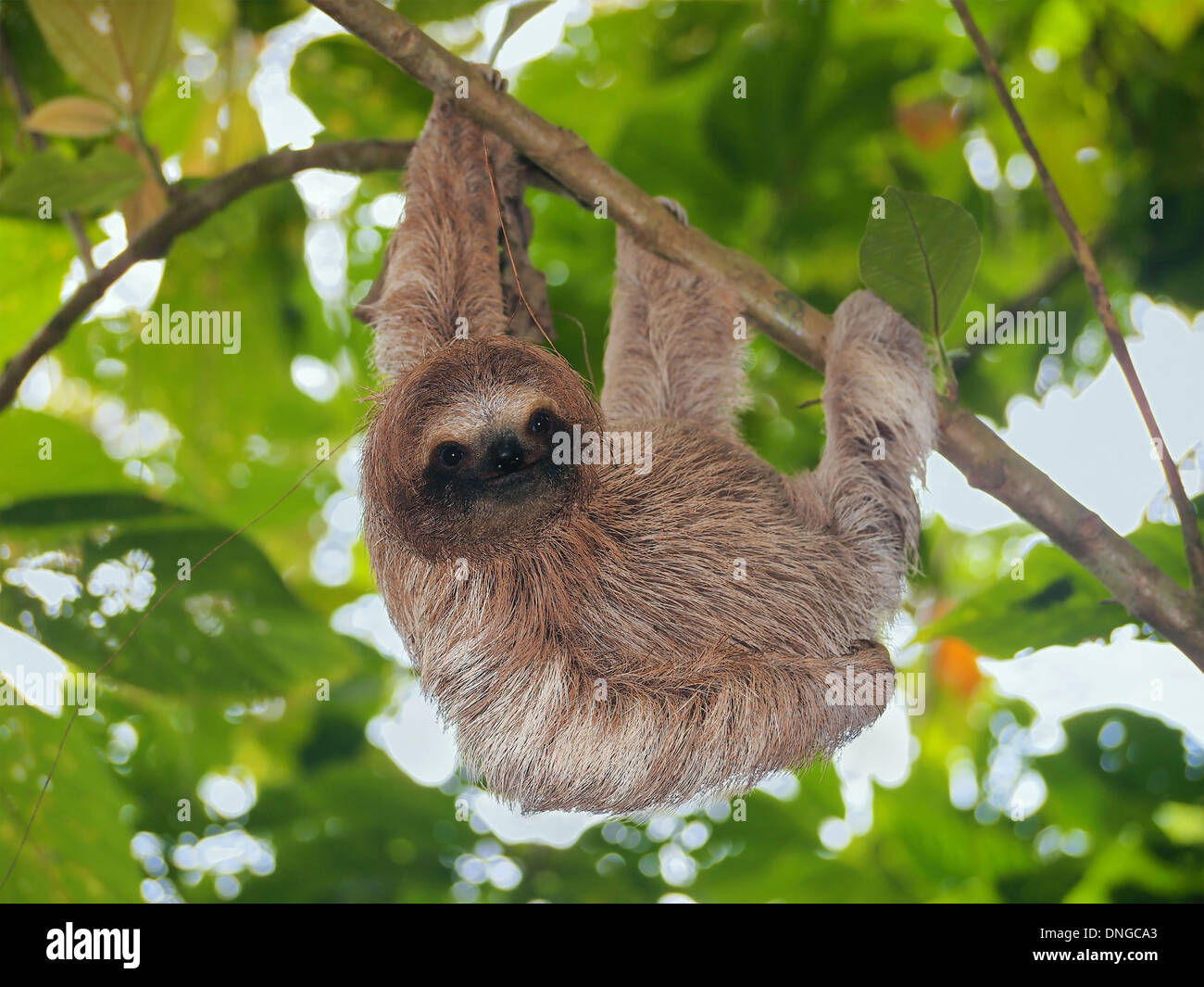 Young brown throated sloth hanging from a branch in the jungle, Bocas del Toro, Panama, Central America Stock Photo