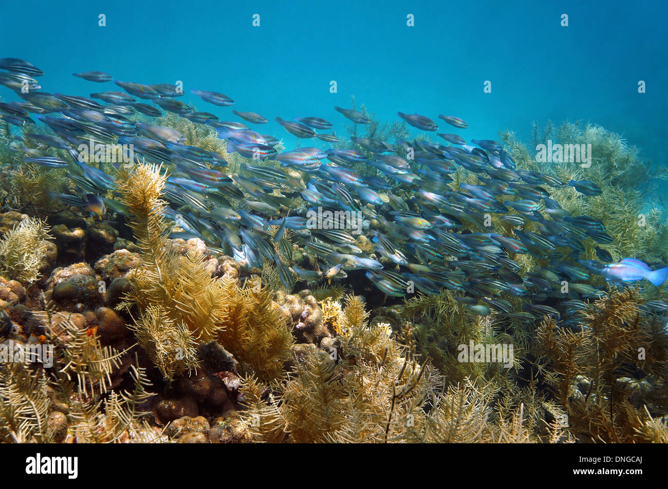 Shoal of striped parrotfish, Scarus iserti, on healthy coral reef, Caribbean sea Stock Photo