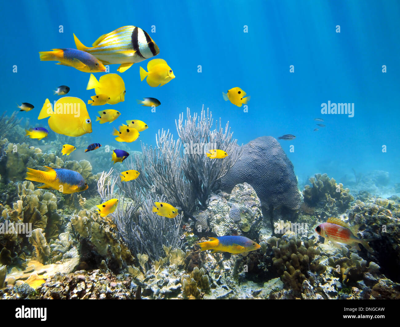 Underwater coral reef scenery with colorful school of fish Stock Photo