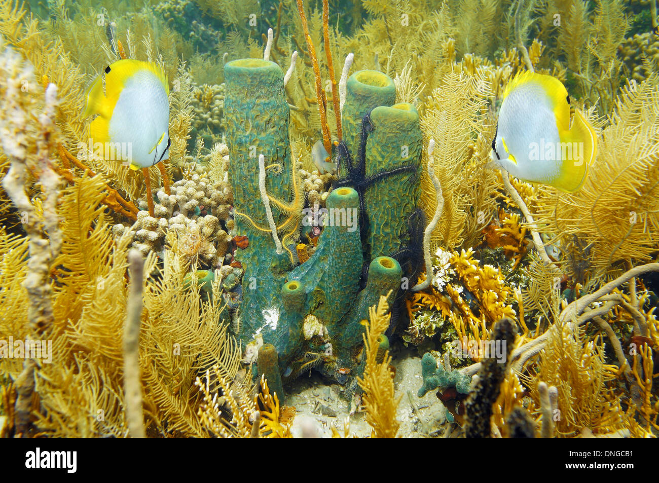 Underwater sea life Branching tube sponge in a coral garden with sponge brittle star and butterfly fish, Caribbean sea Stock Photo