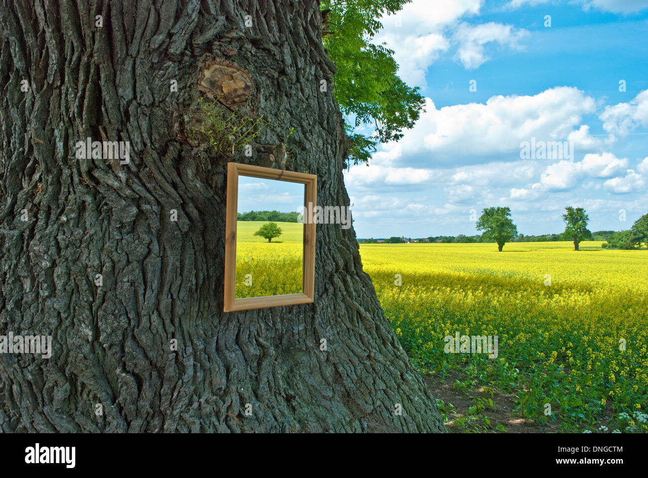 A mirror in nature. Ein Spiegel in der Natur. Stock Photo