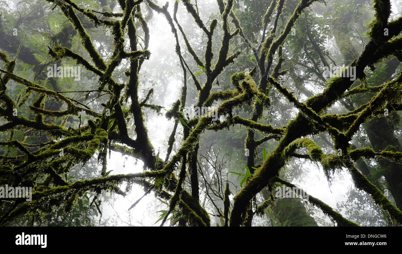 Rain forest trees hi-res stock photography and images - Alamy
