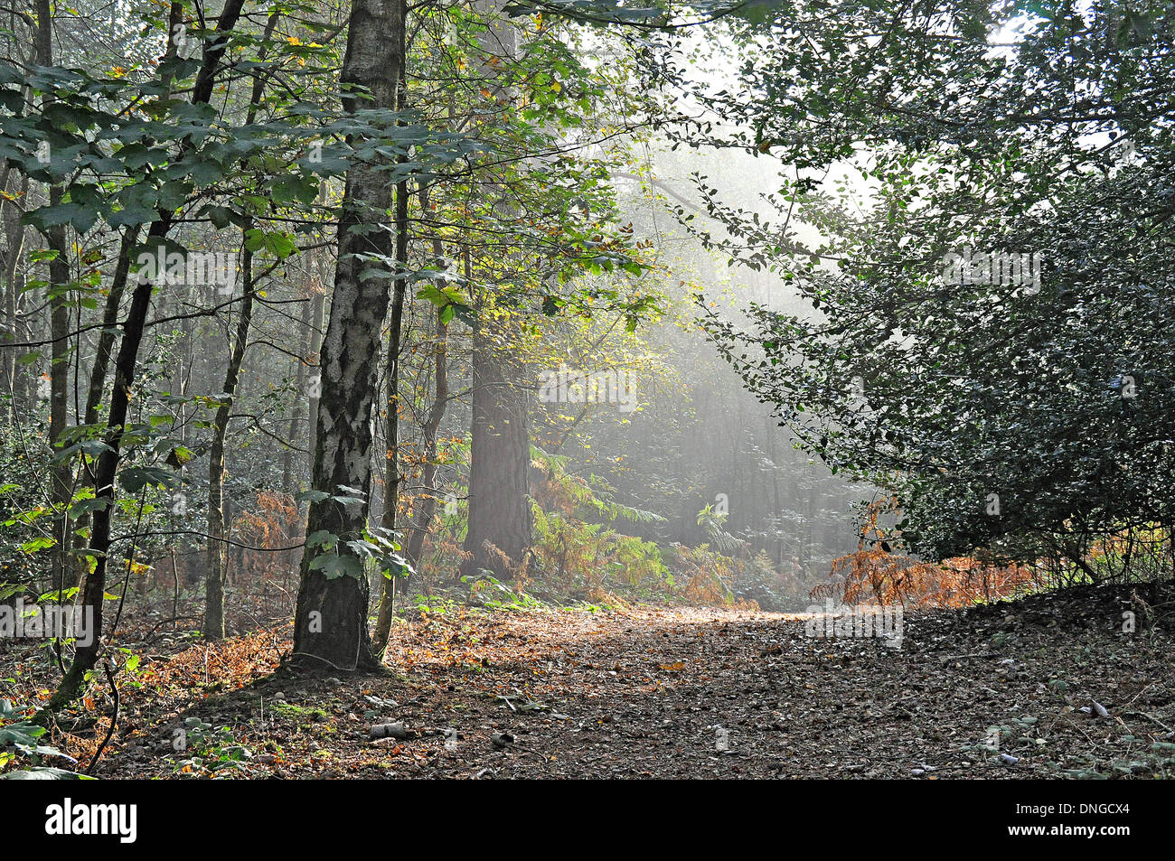 Early morning mist in mixed woodland Stock Photo