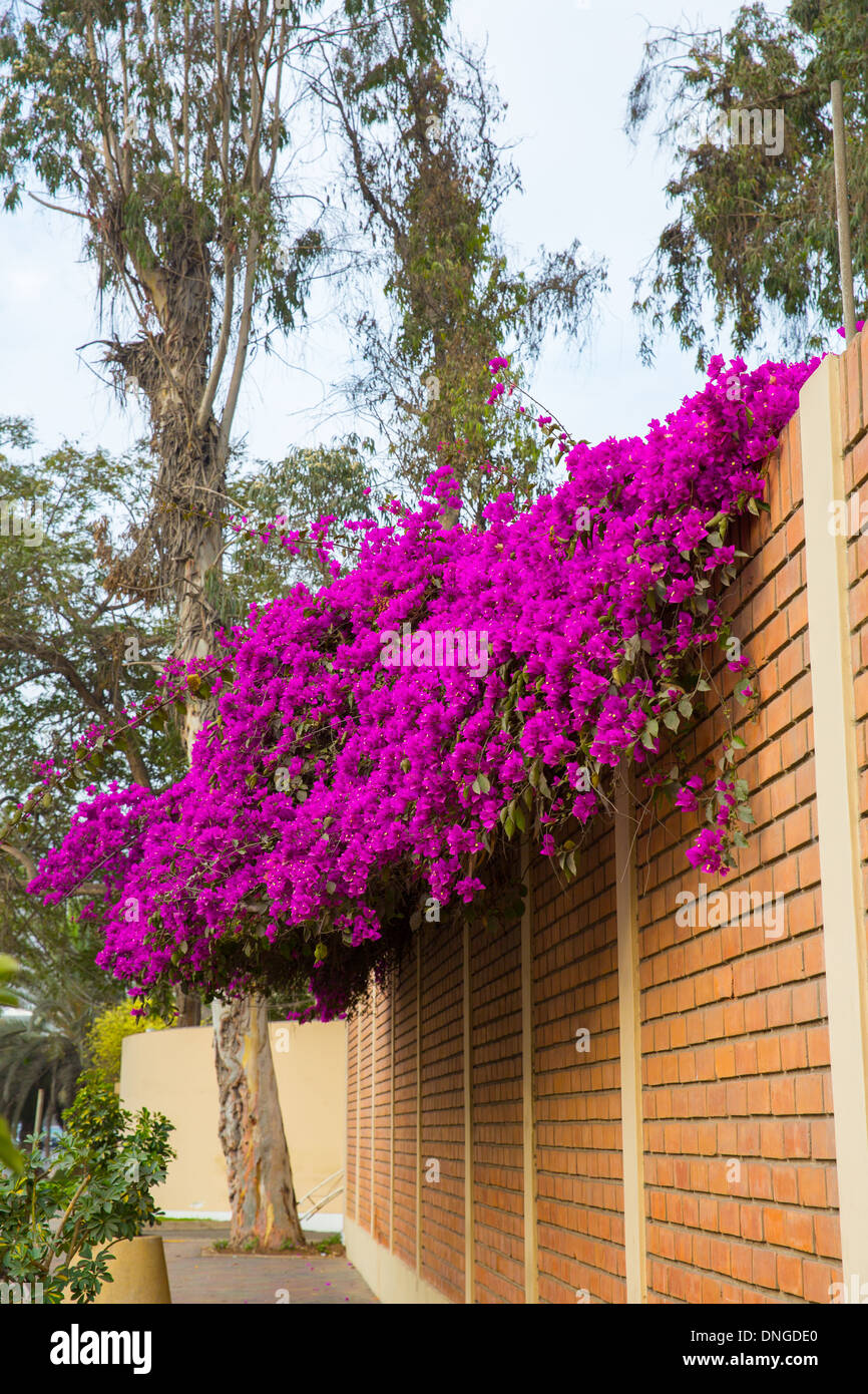 Flowers bougainvillea in Lima, Peru,South America. Stock Photo