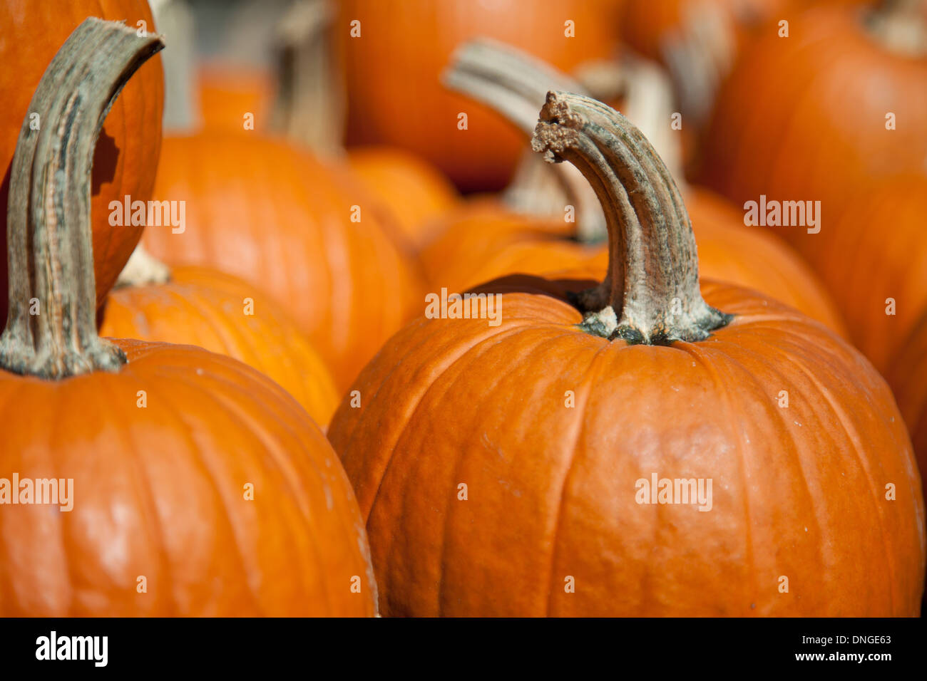 Bunch of pumpkins Stock Photo