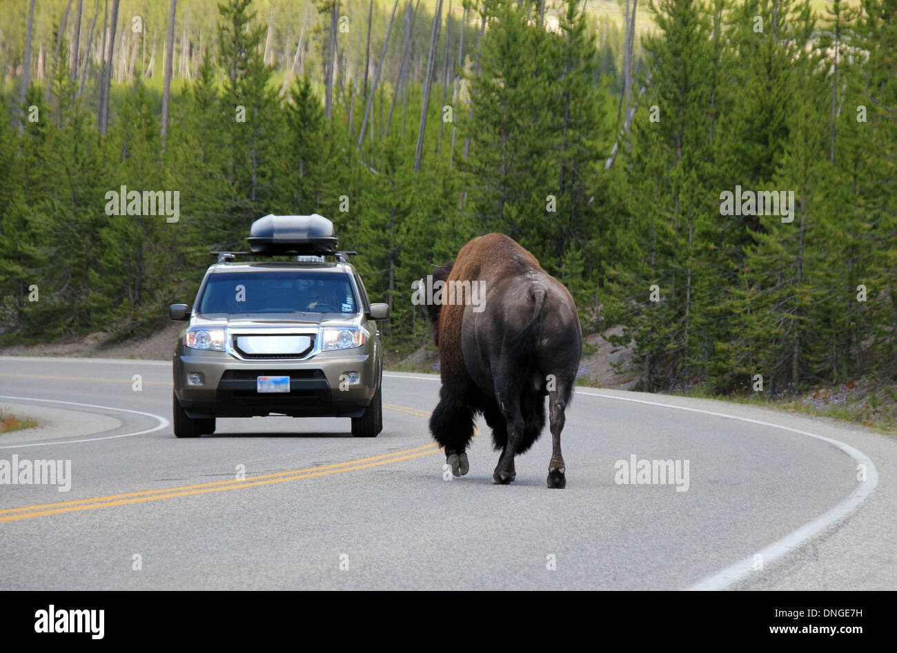 Bison (Bison Bison) Encounter on the Road, Yellowstone National Park, Wyoming, USA Stock Photo