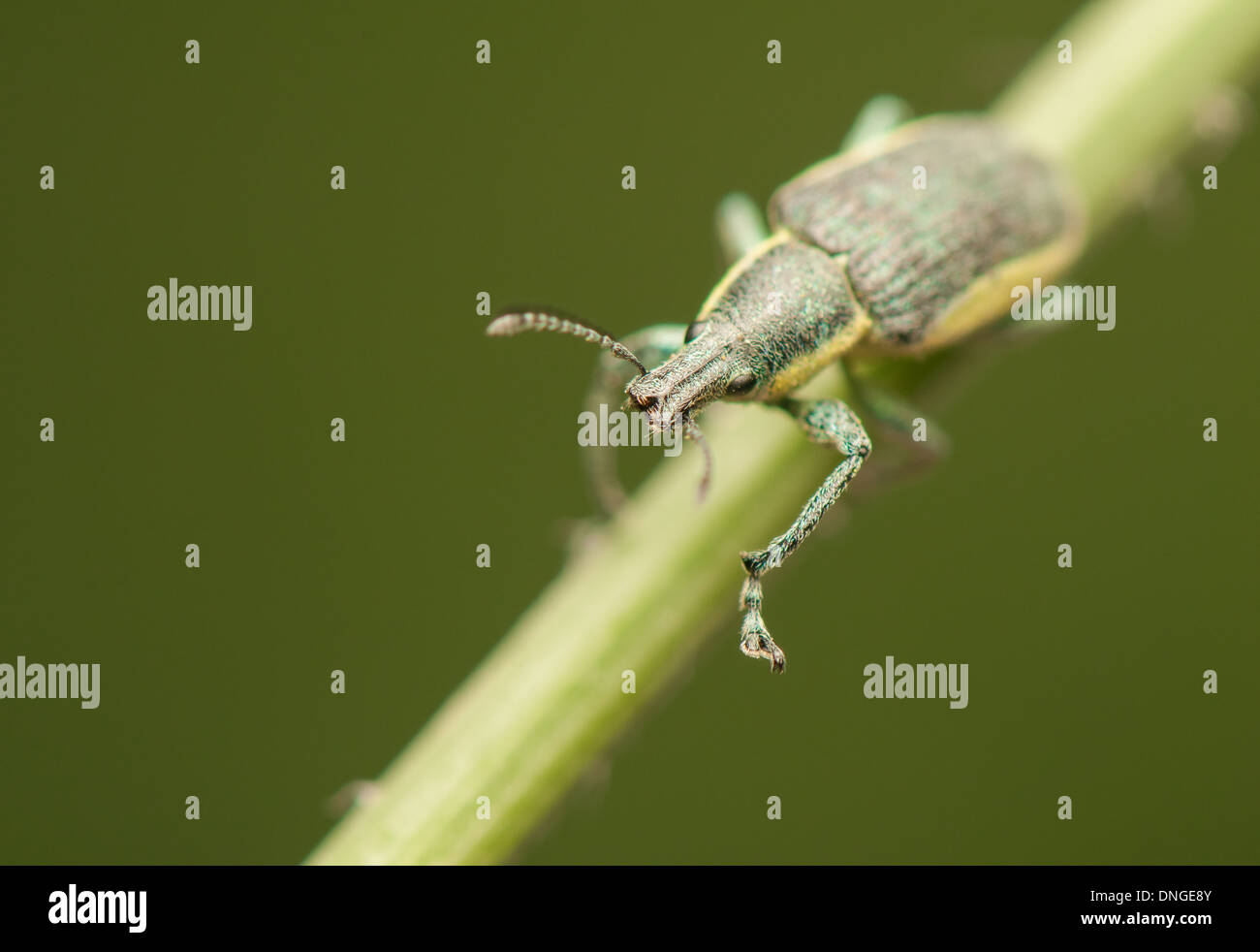 Beetle insect Stock Photo