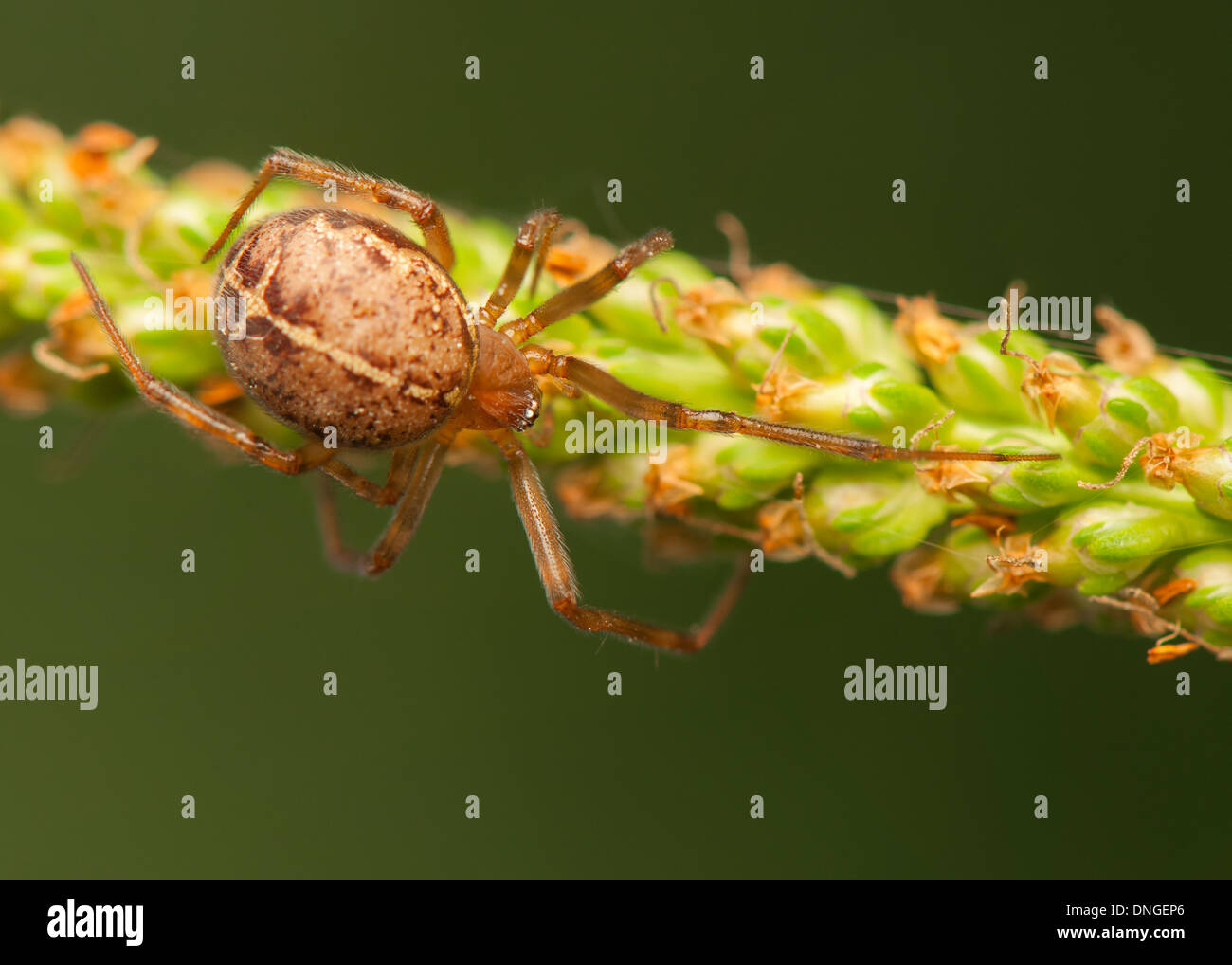 Spider Stock Photo