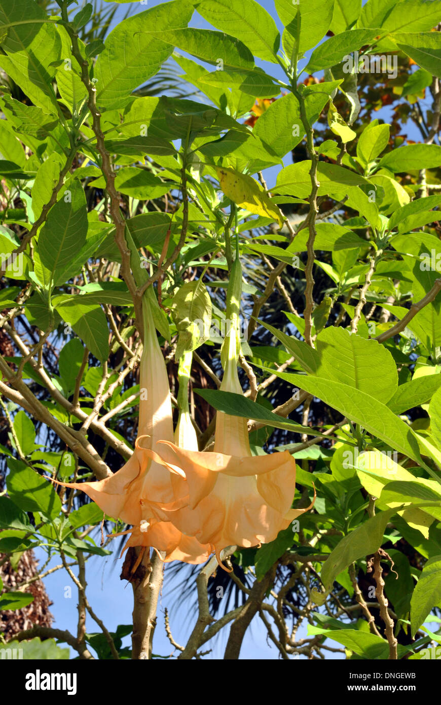 Trumpet tree Latin name Brugmansia suaveolens Stock Photo