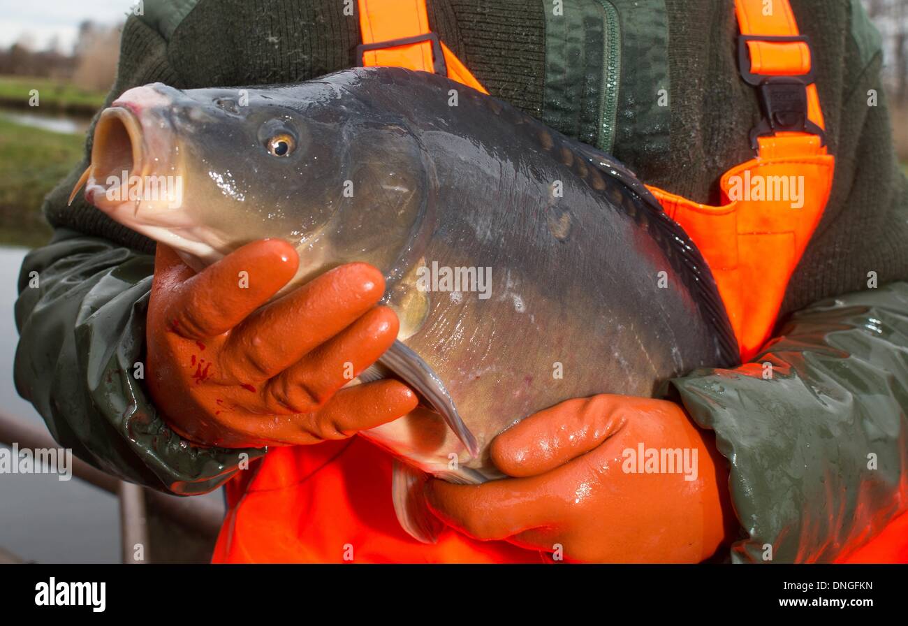 Gross Schauen, Germany. 28th Dec, 2013. Fisher Danny Koch of fishery Koellnitz e.G. shows a carp in Gross Schauen, Germany, 28 December 2013. Many families traditionally eat carp at the turn of the year. Photo: Patrick Pleul/dpa/Alamy Live News Stock Photo