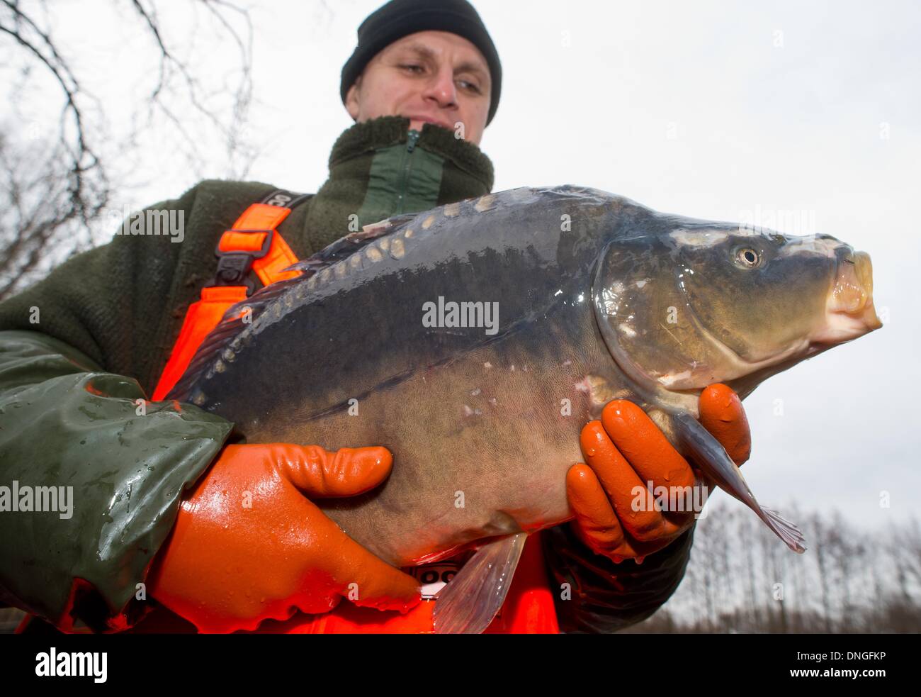 Gross Schauen, Germany. 28th Dec, 2013. Fisher Danny Koch of fishery Koellnitz e.G. shows a carp in Gross Schauen, Germany, 28 December 2013. Many families traditionally eat carp at the turn of the year. Photo: Patrick Pleul/dpa/Alamy Live News Stock Photo