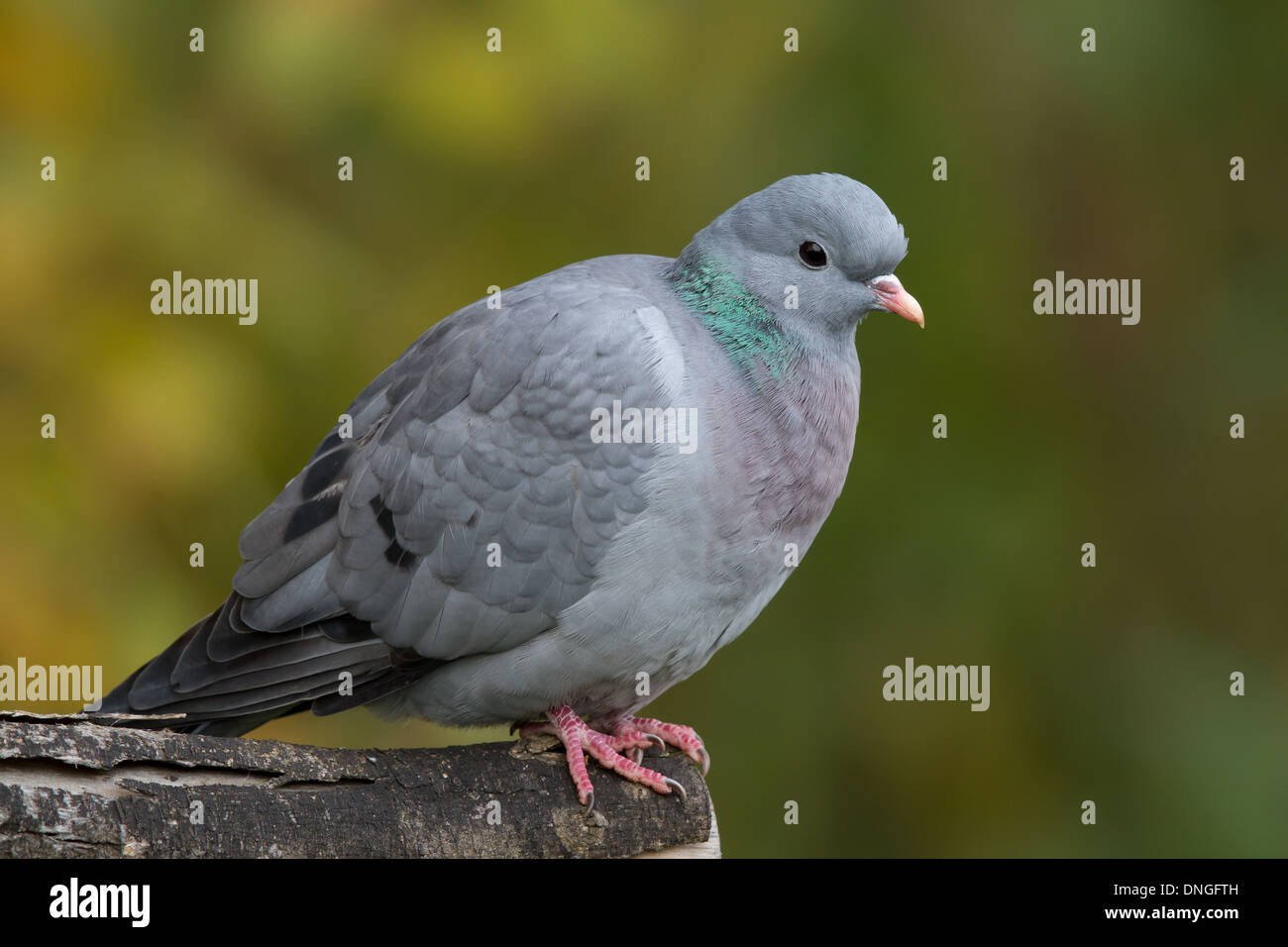 Stock Dove (Columba oenas), Attenborough, Nottinghamshire Stock Photo