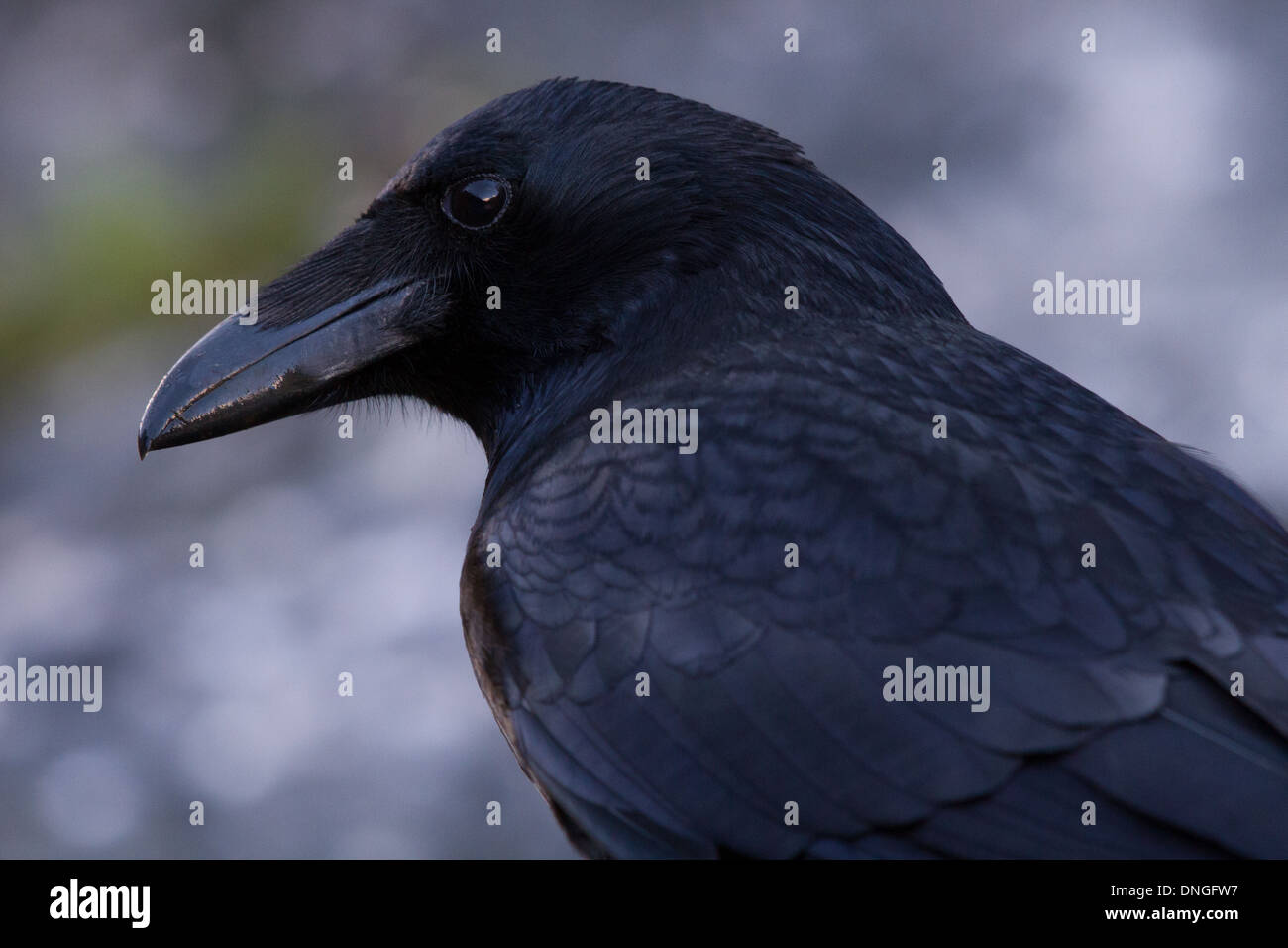 Carrion Crow (Corvus corone) Stock Photo