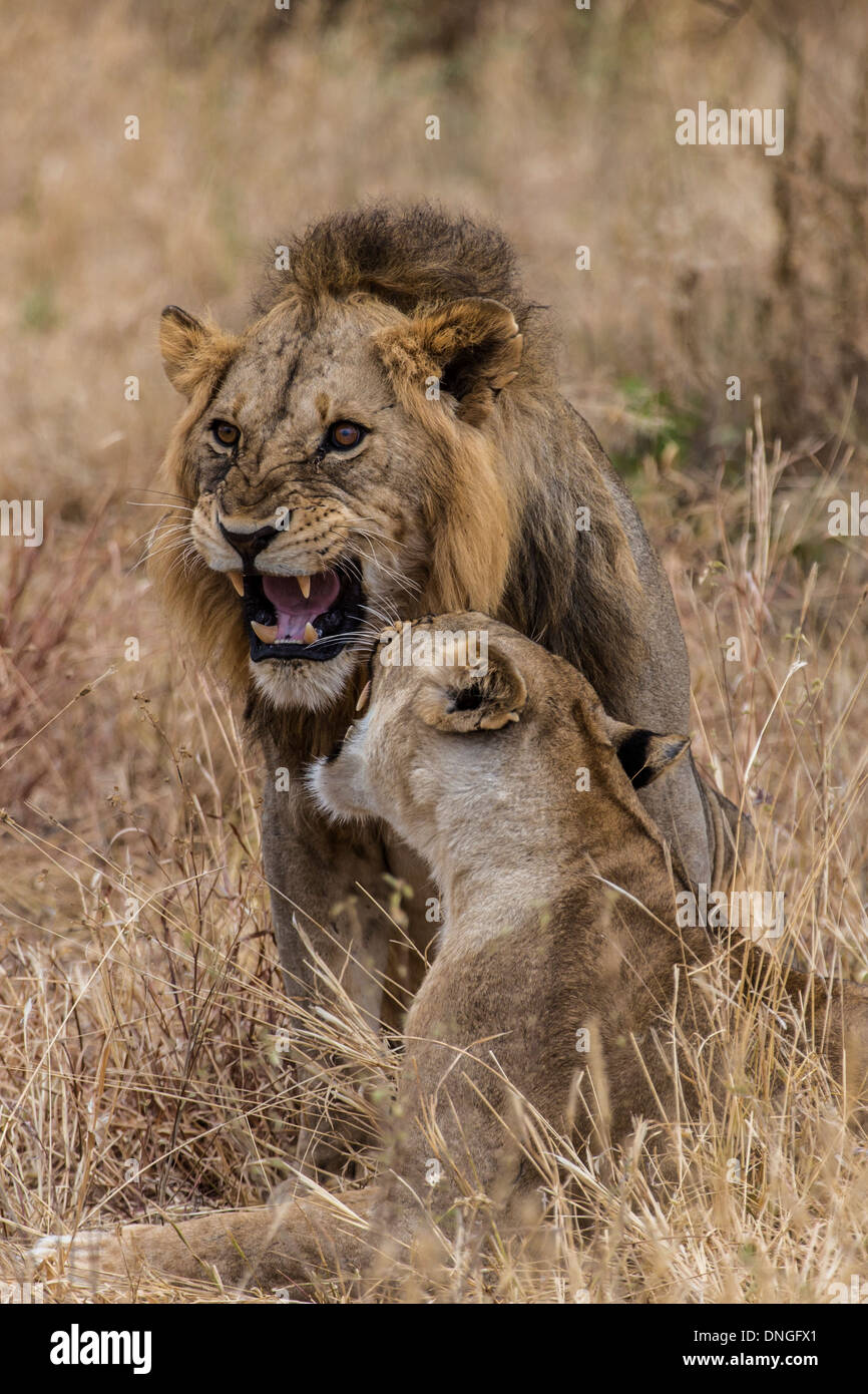 Mating lions hi-res stock photography and images - Alamy