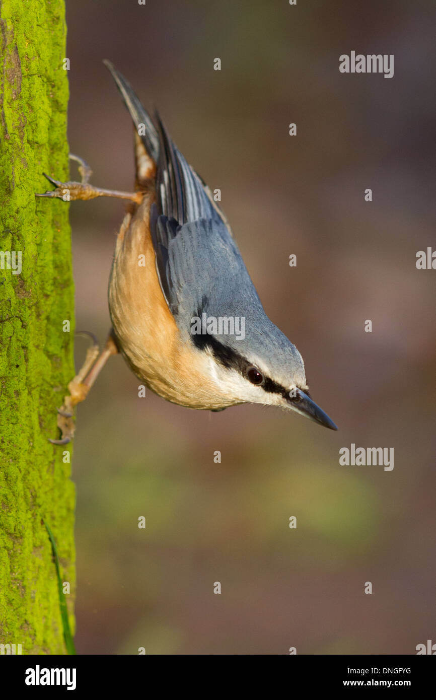 Eurasian Nuthatch (Sitta europaea), Sherwood Forest, Nottinghamshire Stock Photo