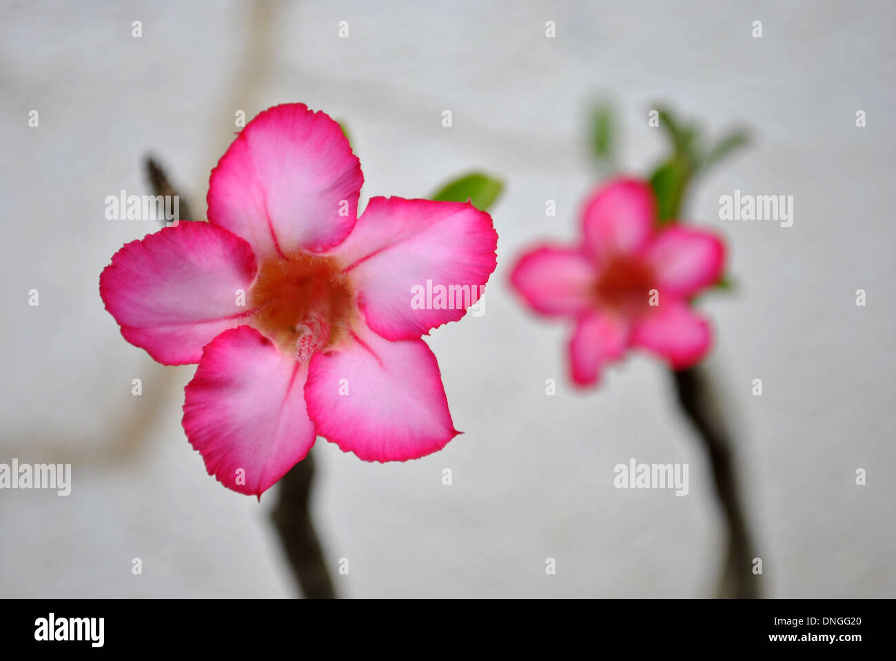 Two Beautiful Pink Desert Roses on the terrace garden Stock Photo
